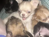 Happy, a male Chihuahua for sale in Logansport, IN – Photo 1 of 4