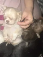 Happy, a male Chihuahua for sale in Logansport, IN – Photo 3 of 4