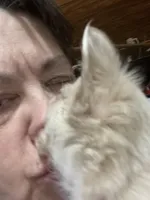 Happy, a male Chihuahua for sale in Logansport, IN – Photo 4 of 4