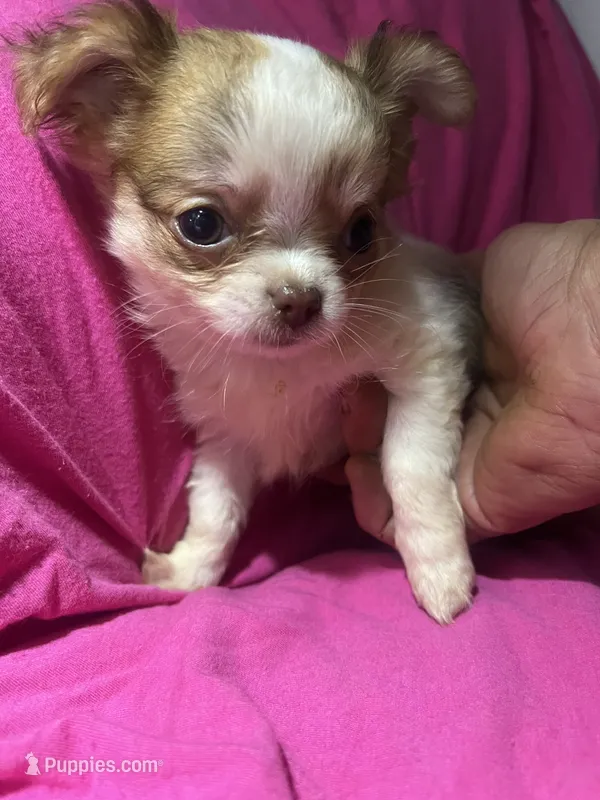 Rachel – Chihuahua puppy for sale in Logansport, IN