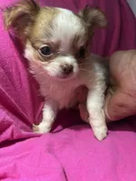 Rachel, a female Chihuahua for sale in Logansport, IN – 1 of 3