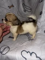 Reggie, a male Chihuahua for sale in Logansport, IN – 4 of 4