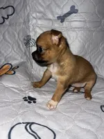 Apple, a female Chihuahua for sale in Logansport, IN – 2 of 4