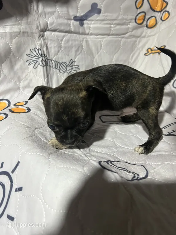 Jack – Chihuahua puppy for sale in Logansport, IN