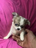 Monica, a female Chihuahua for sale in Logansport, IN – 3 of 3