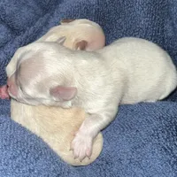 Romeo, a male Chihuahua for sale in Logansport, IN – Photo 2 of 2