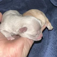 Romeo, a male Chihuahua for sale in Logansport, IN – Photo 1 of 2