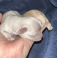 Romeo, a male Chihuahua for sale in Logansport, IN – Photo 1 of 2