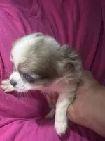 Monica, a female Chihuahua for sale in Logansport, IN – 2 of 3