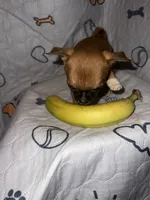 Apple, a female Chihuahua for sale in Logansport, IN – 4 of 4