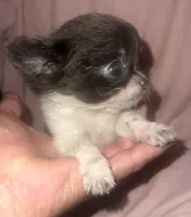 Cutie, a female Chihuahua for sale in Logansport, IN – 2 of 4