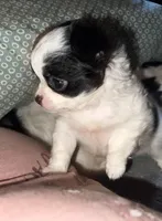 Little lady, a female Chihuahua for sale in Logansport, IN – Photo 2 of 3