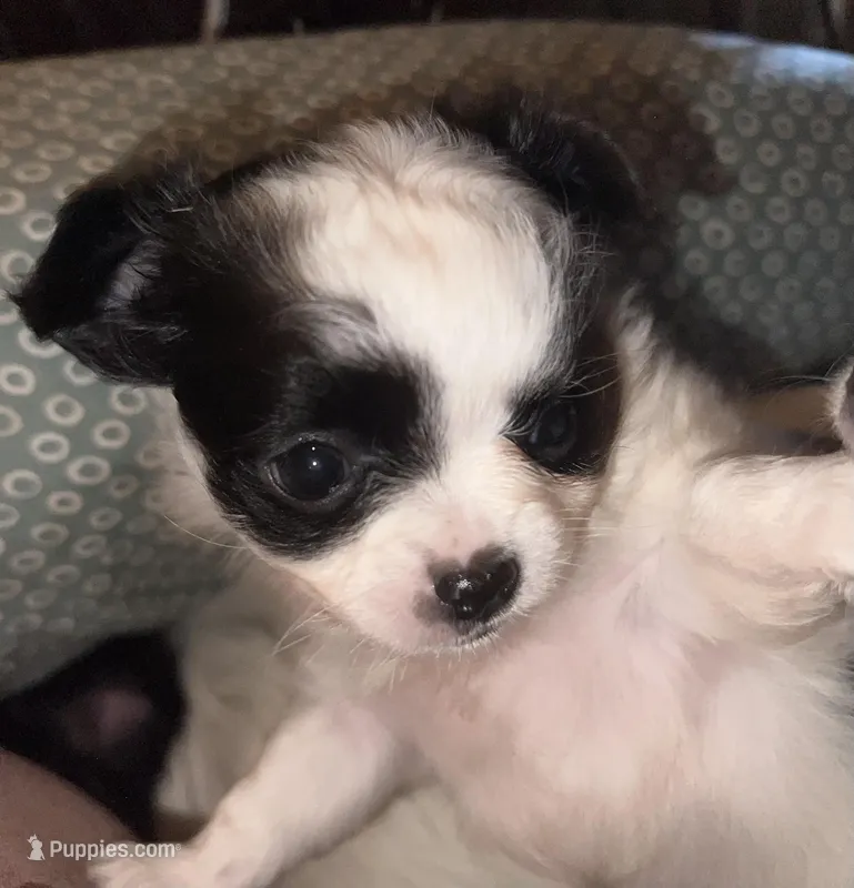 Little lady – Chihuahua puppy for sale in Logansport, IN
