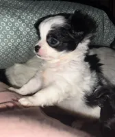 Little lady, a female Chihuahua for sale in Logansport, IN – Photo 3 of 3