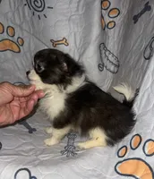 Rosco, a male Chihuahua for sale in Logansport, IN – 4 of 4