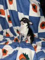 Miss Bean, a female Chihuahua for sale in Logansport, IN – 3 of 3