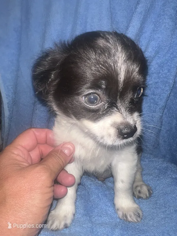 Buddy  – Chihuahua puppy for sale in Logansport, IN