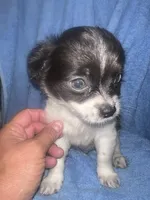 Buddy , a male Chihuahua for sale in Logansport, IN – 1 of 4
