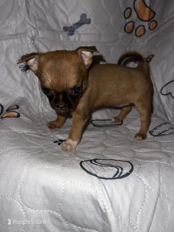 Apple – Chihuahua puppy for sale in Logansport, IN