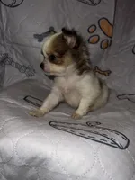 Bella, a female Chihuahua for sale in Logansport, IN – 2 of 3