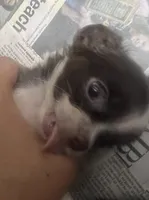 Dolly, a female Chihuahua for sale in Logansport, IN – 2 of 2