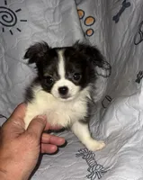 Rosco, a male Chihuahua for sale in Logansport, IN – 3 of 4