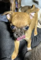 Apple, a female Chihuahua for sale in Logansport, IN – 7 of 8