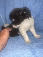 Buddy , a male Chihuahua for sale in Logansport, IN – 4 of 4