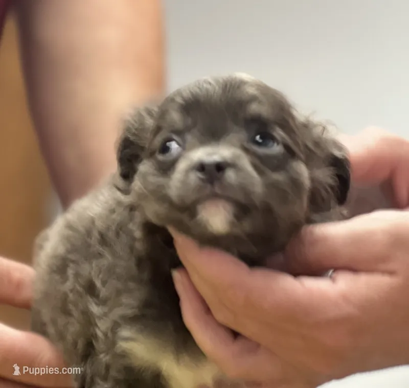 Babe – Chihuahua puppy for sale in Logansport, IN