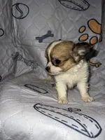 Reggie, a male Chihuahua for sale in Logansport, IN – 1 of 4