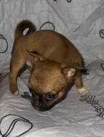 Apple, a female Chihuahua for sale in Logansport, IN – 5 of 8
