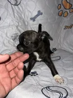 Jack, a male Chihuahua for sale in Logansport, IN – 2 of 4