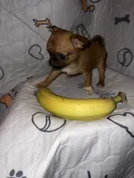 Apple, a female Chihuahua for sale in Logansport, IN – 6 of 8