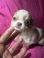 Rachel, a female Chihuahua for sale in Logansport, IN – 2 of 3