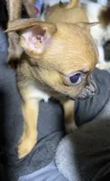 Apple, a female Chihuahua for sale in Logansport, IN – 8 of 8