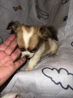 Reggie, a male Chihuahua for sale in Logansport, IN – 3 of 4