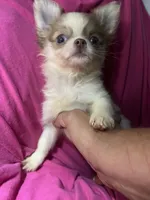 Phoebe, a female Chihuahua for sale in Logansport, IN – 2 of 3