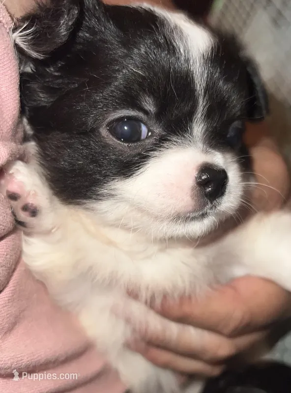 Sweety – Chihuahua puppy for sale in Logansport, IN