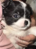 Sweety, a female Chihuahua for sale in Logansport, IN – Photo 1 of 3