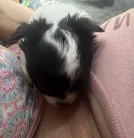 Sweety, a female Chihuahua for sale in Logansport, IN – Photo 2 of 3