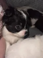 Sweety, a female Chihuahua for sale in Logansport, IN – Photo 3 of 3