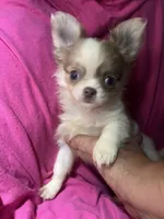 Phoebe, a female Chihuahua for sale in Logansport, IN – 1 of 3