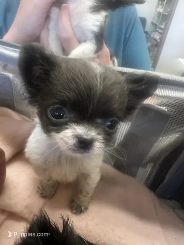 Cutie – Chihuahua puppy for sale in Logansport, IN