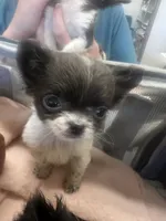 Cutie, a female Chihuahua for sale in Logansport, IN – 1 of 4