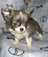 Pippin, a female Chihuahua for sale in Logansport, IN – 3 of 3