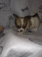 Reggie, a male Chihuahua for sale in Logansport, IN – 2 of 4