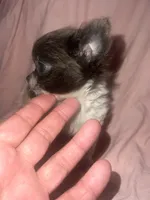 Cutie, a female Chihuahua for sale in Logansport, IN – 4 of 4