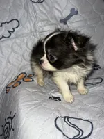 Rosco, a male Chihuahua for sale in Logansport, IN – 2 of 4