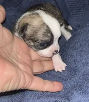 processed/96c5518a-0491-4a8e-8cb5-26d6f199f62e/listing/abdfb258-ef20-4201-98f5-c15a24217ece/7487028d-215a-4cee-a854-5136a3ecd332