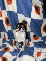 Miss Bean, a female Chihuahua for sale in Logansport, IN – 2 of 3